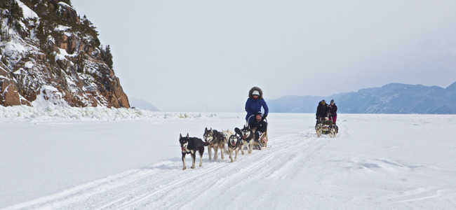 Chiens de traineau