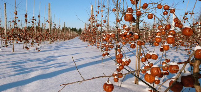 Cidre de glace