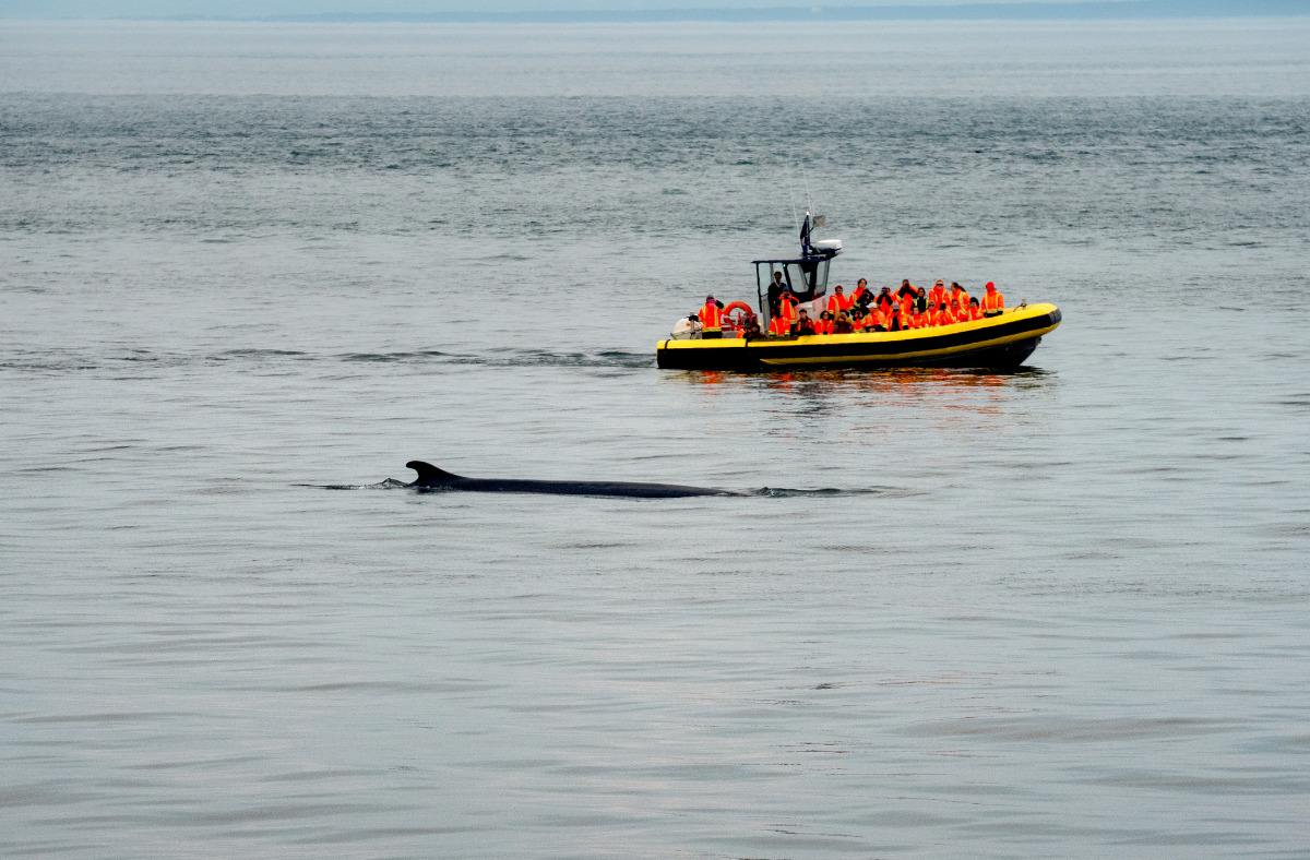 tadoussac whale