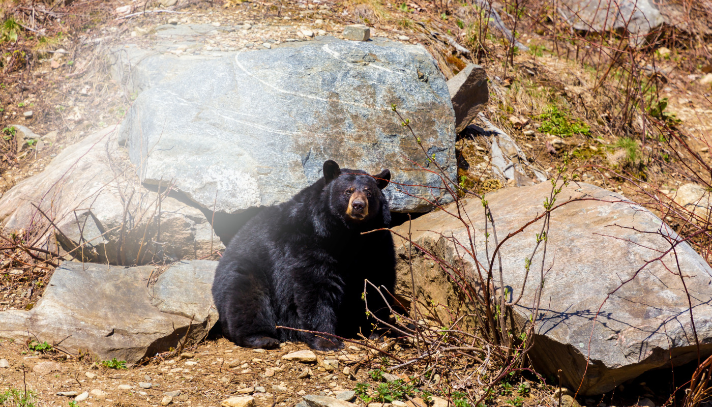 black bear