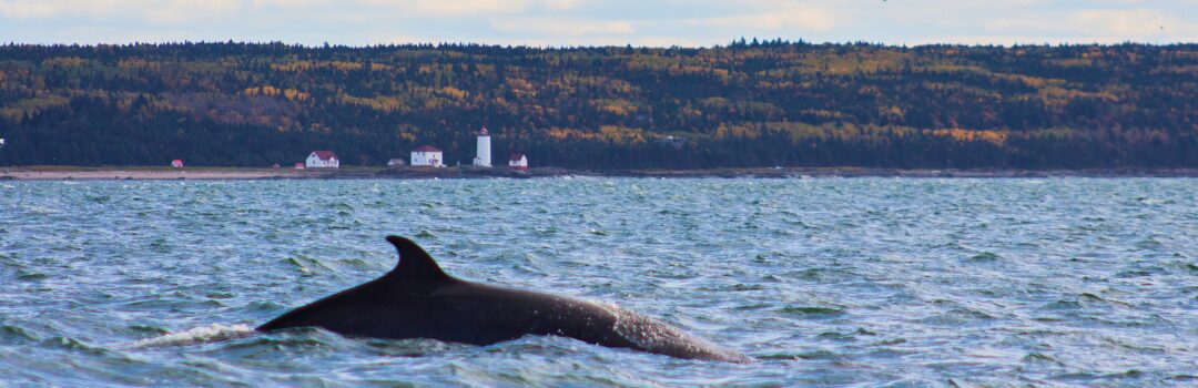 Meilleure activité au Canada croisière aux Baleines à Tadoussac