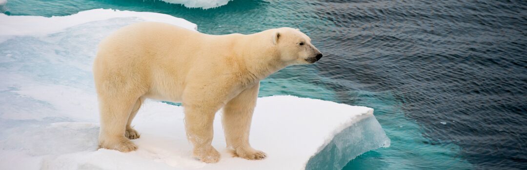 Meilleure activité au Canada observation des ours polaires