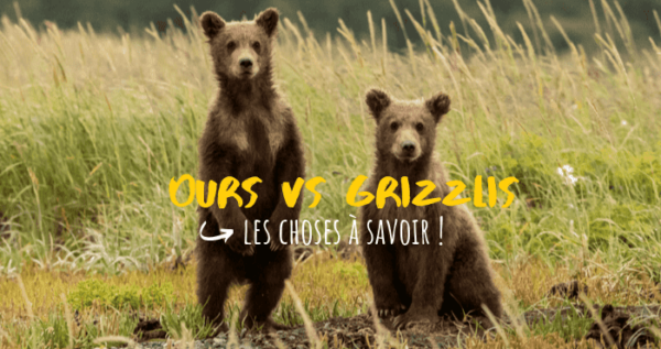 Ours et grizzlis : trucs et astuces