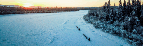 traineau à chiens grand nord du Canada