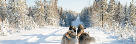 Chien de traineau au milieu d'un paysage enneigé du Québec