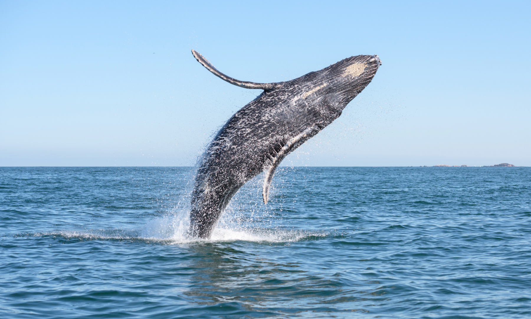 Baleine qui saute hors de l'eau
