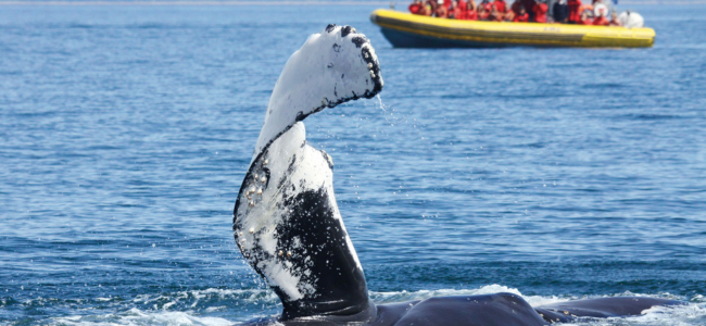 Ou voir les baleines au Québec ? Tadoussac voyage Canada famille