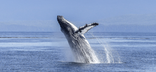 Tadoussac baleines Québec circuit Canada 15 jours