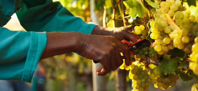 Dégustation vignobles Ontario que faire en automne au Canada