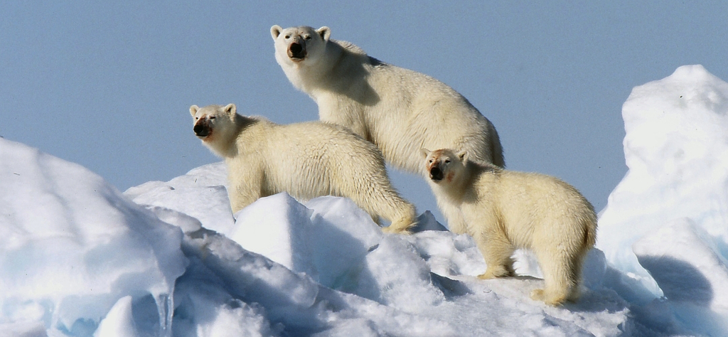 Où voir les ours polaires au Canada Churchill Manitoba