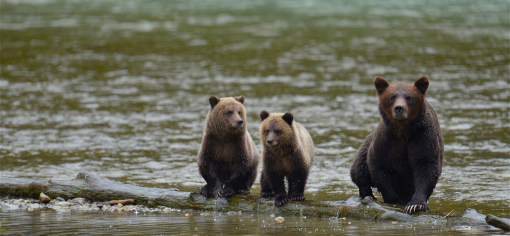 Observation ours Canada road trip Ouest canadien