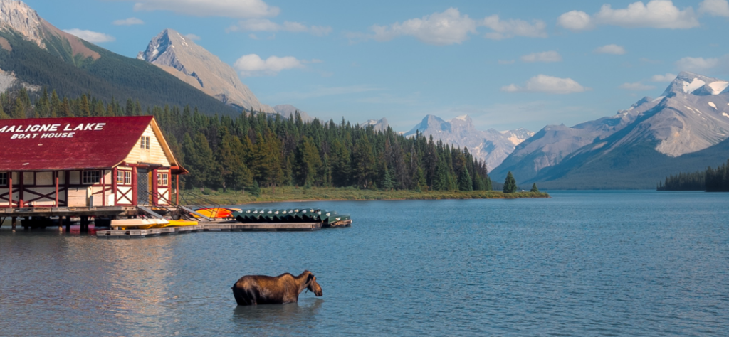 Lac Maligne road trip Rocheuses