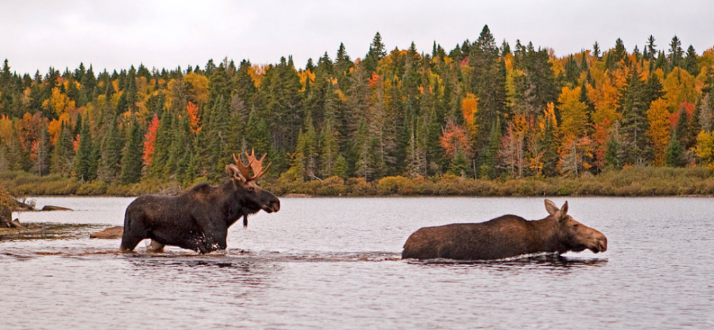 Voir les orignaux au Canada voyage d'automne