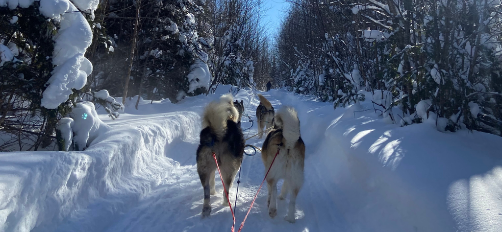 Traineau à chiens, activité familiale au Québec en hiver