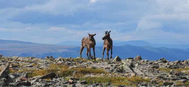 Parc national de la Gaspésie - voyage Gaspésie 10 jours